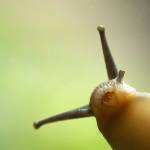 Daily Snail Profile Picture